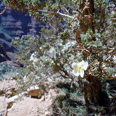 Grand-canyon-23