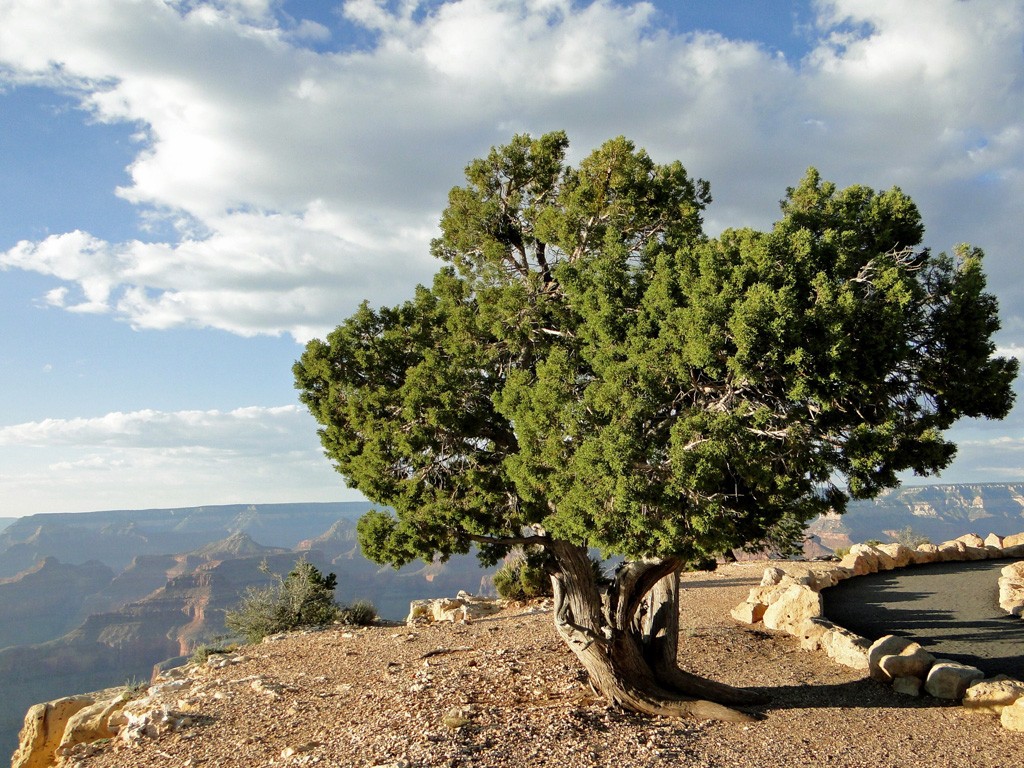 Grand canyon