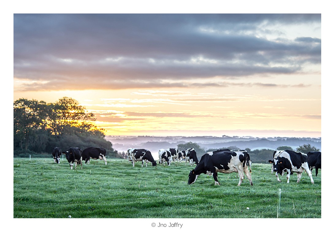 Herbe du matin