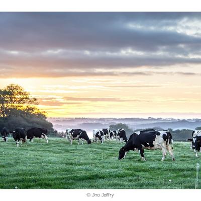 Herbe du matin