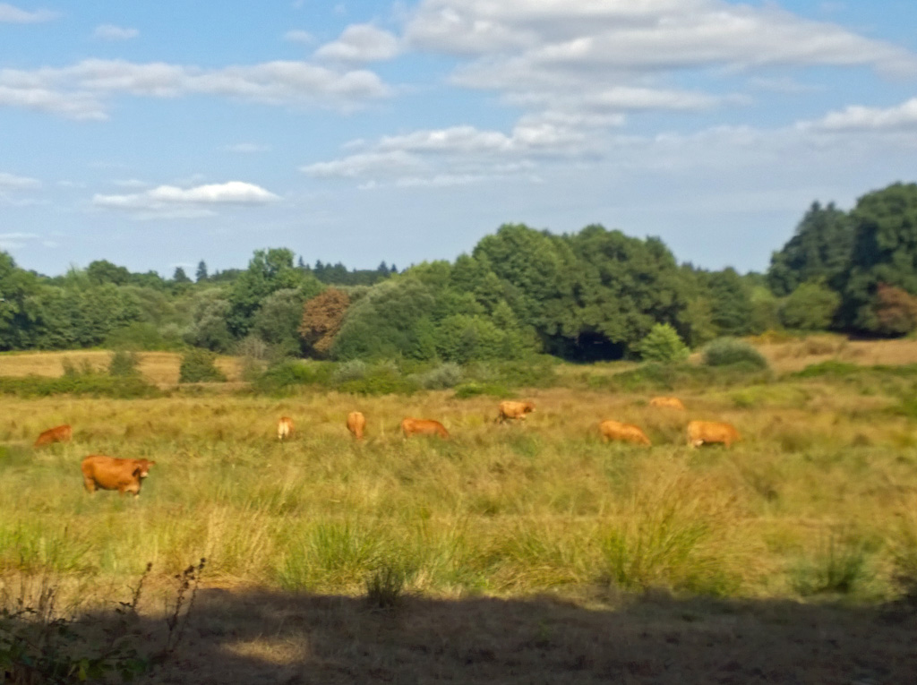 herbes-hautes