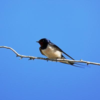 Hirondelle1