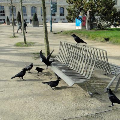 Jardin-des-plantes