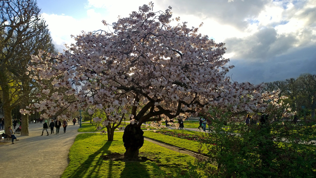 Jardin des plantes