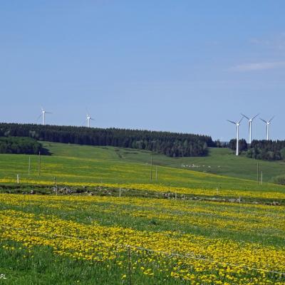 Jaune et blanc