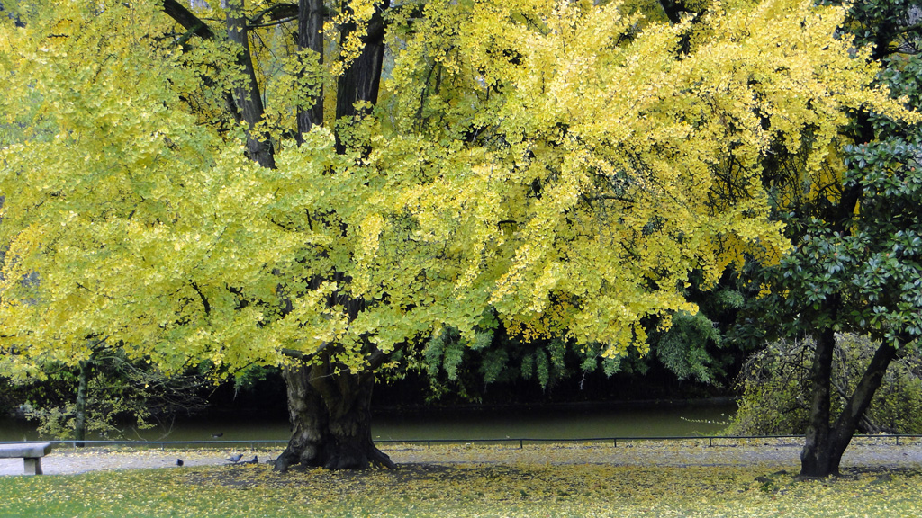 jaune