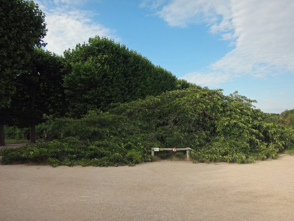 Cerisier japonais après floraison