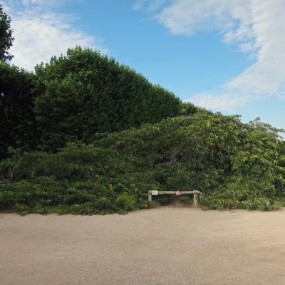 Cerisier japonais après floraison