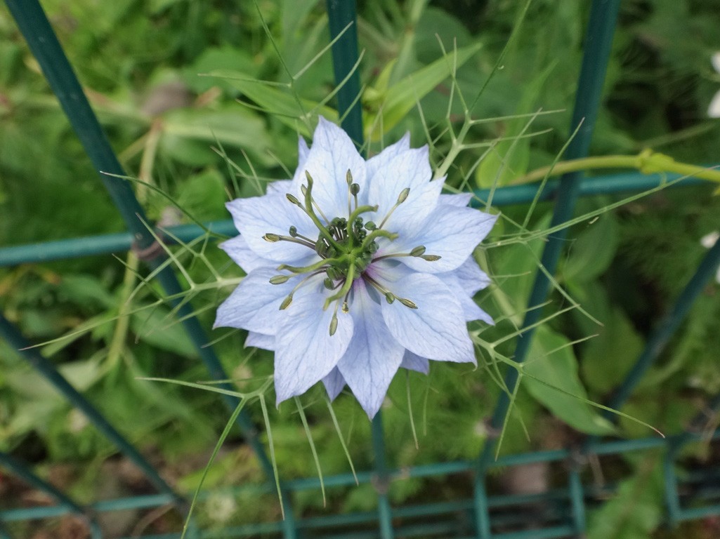 Jenner fleur