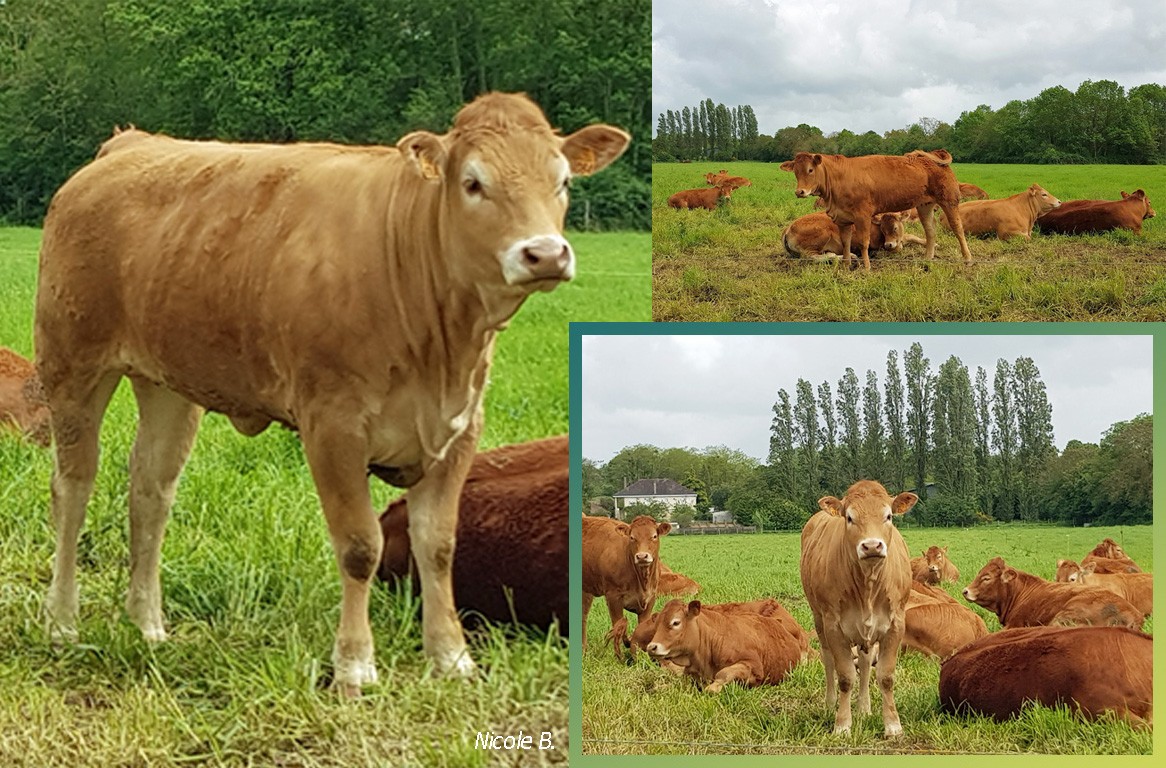 Jeunes vaches limousines