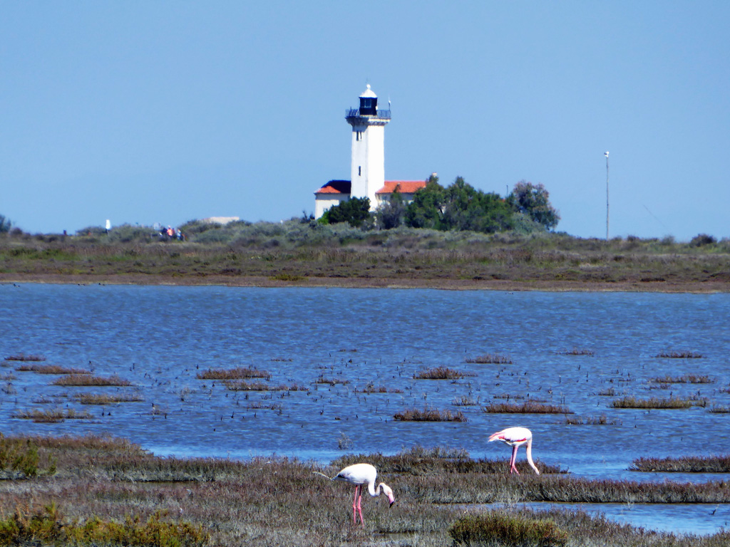 Camargue