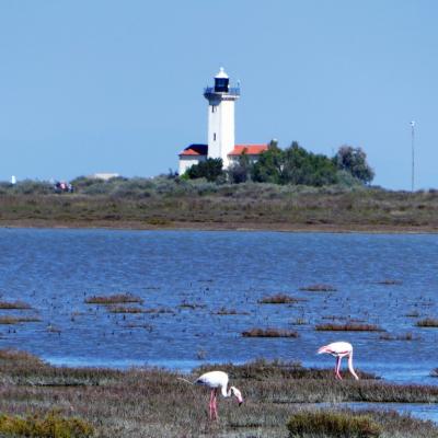 Camargue