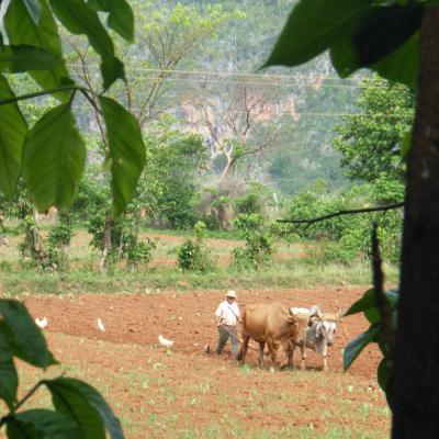 Scène de labour à Cuba