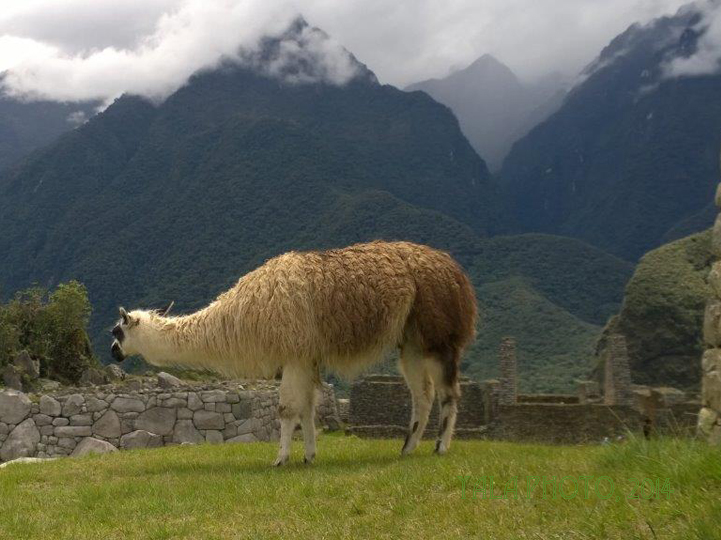 Lama au Machu Picchu