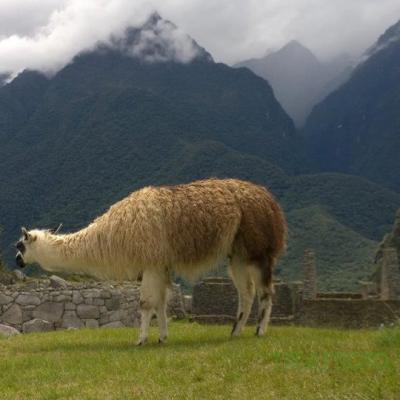 Lama au Machu Picchu