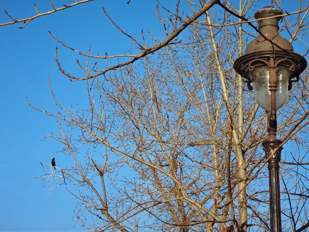 Lampadaire et cormoran