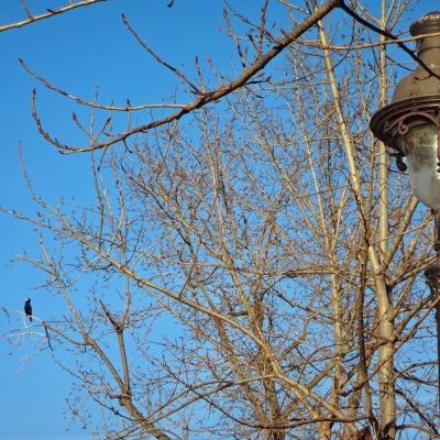 Lampadaire et cormoran