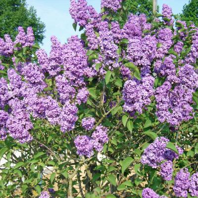 lilas