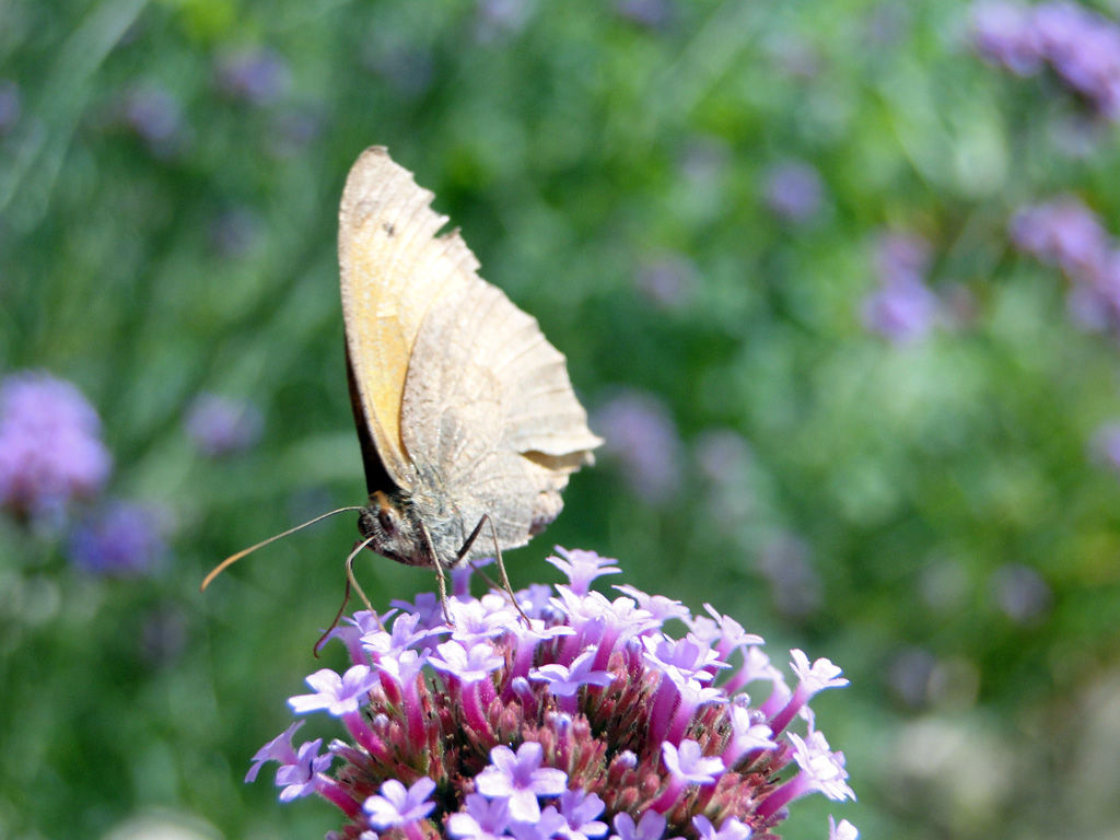 Limousin-201307