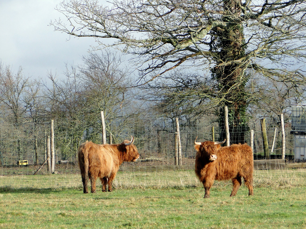 limousin1