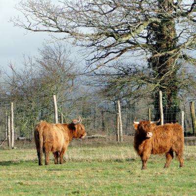 limousin1