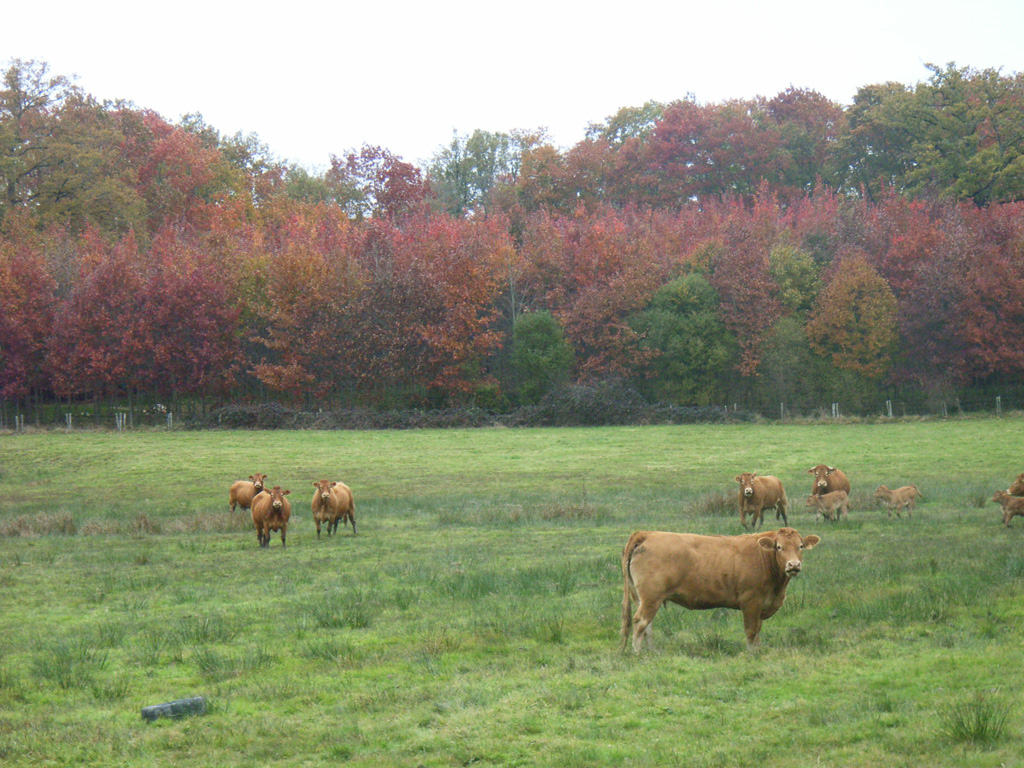 Automne Limousin1