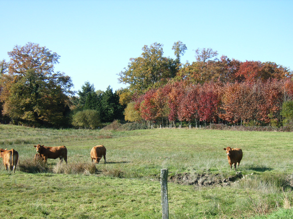 Automne Limousin1b