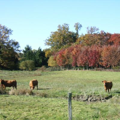 Automne Limousin1b