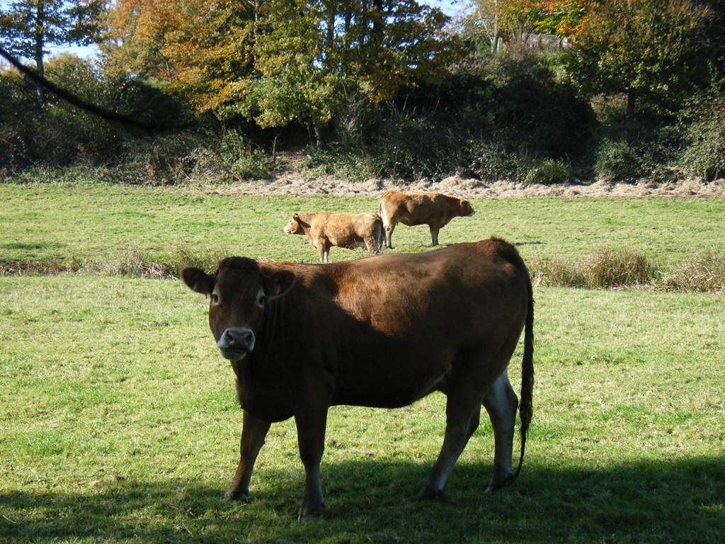 Automne Limousin1c