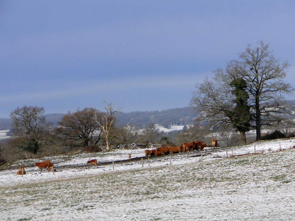 limousin2