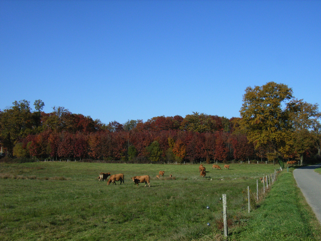 Automne Limousin2