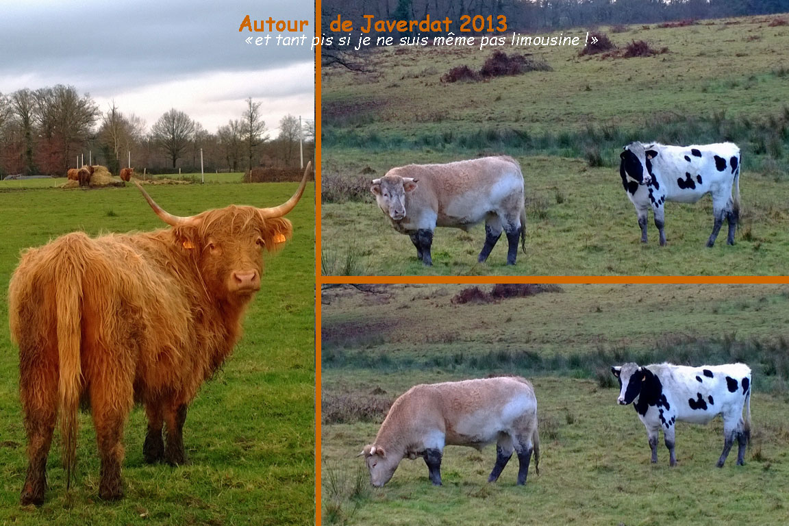 Limousin2013