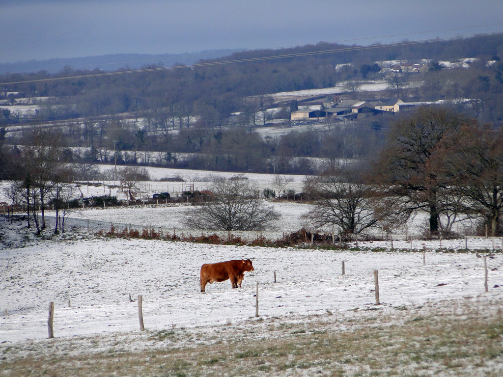 limousin3