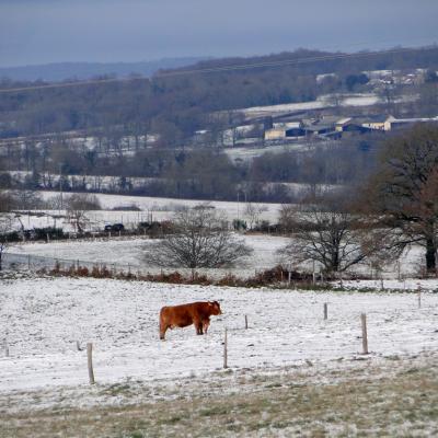 limousin3