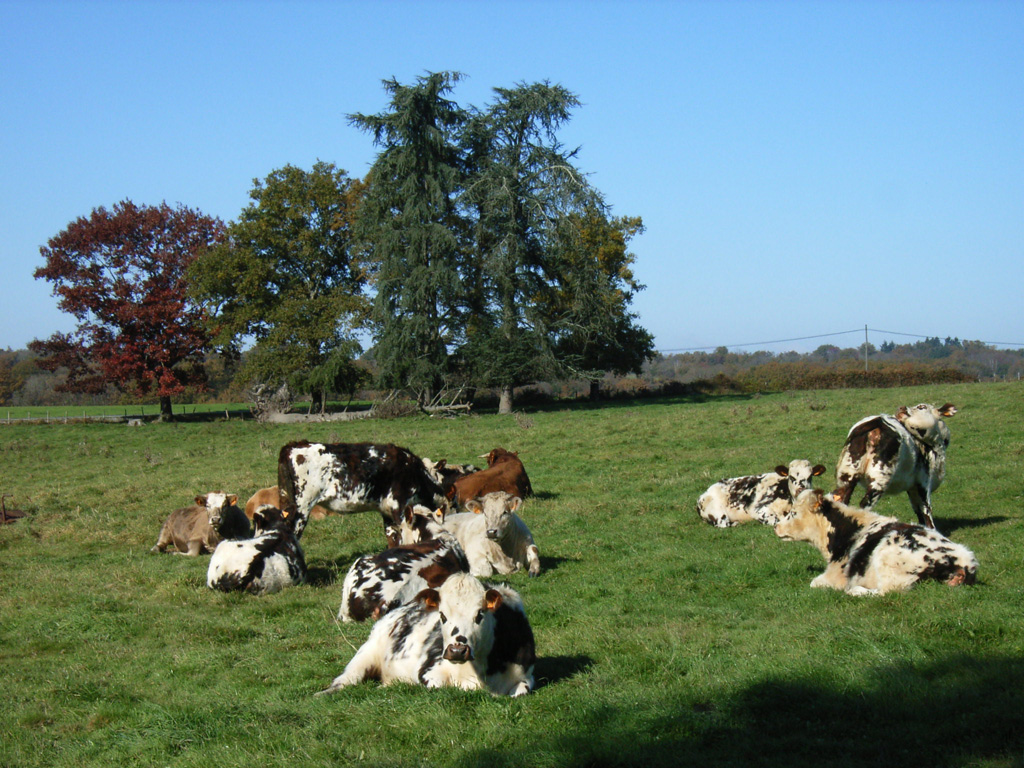 Automne Limousin3