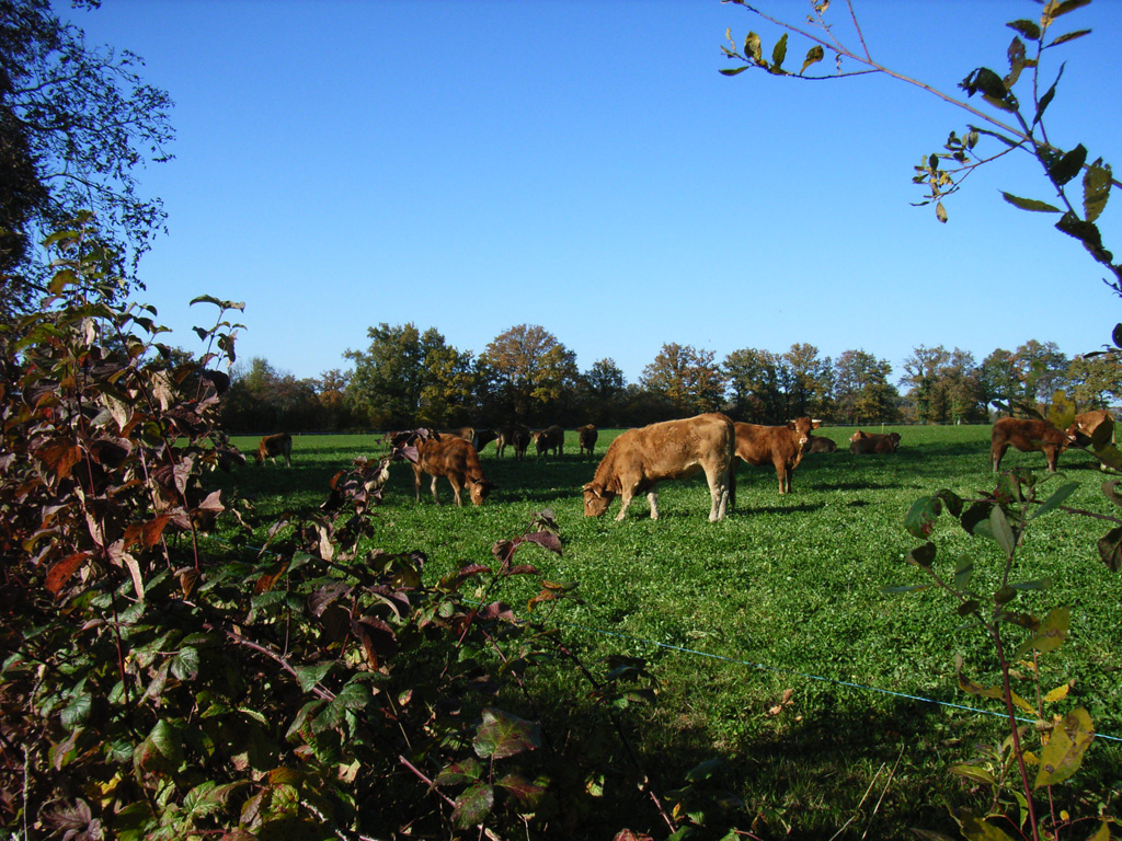 Automne Limousin4