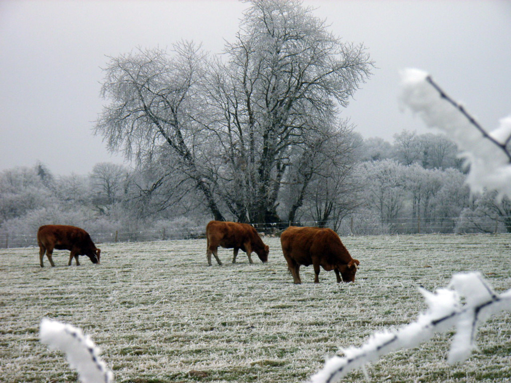 limousin9