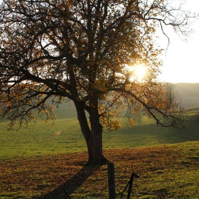 Lyons-la-forêt1