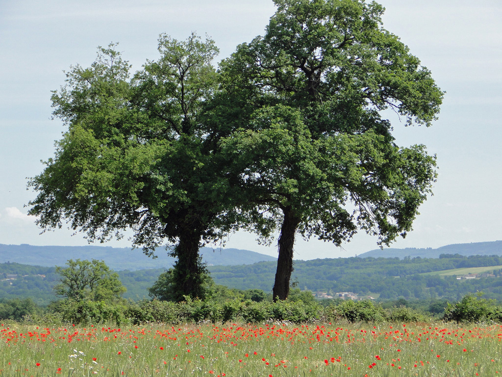 mai-limousin