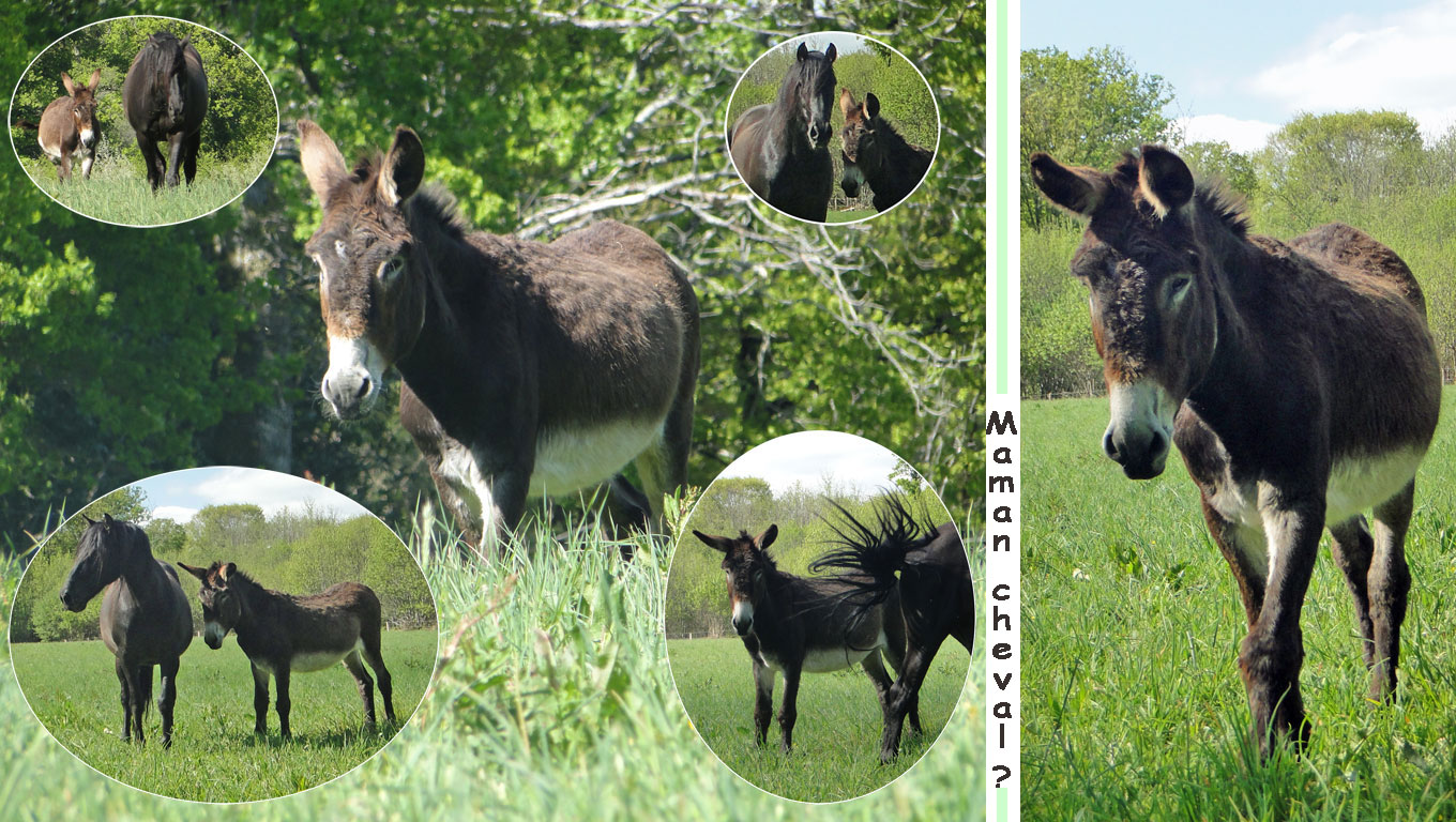 maman-cheval