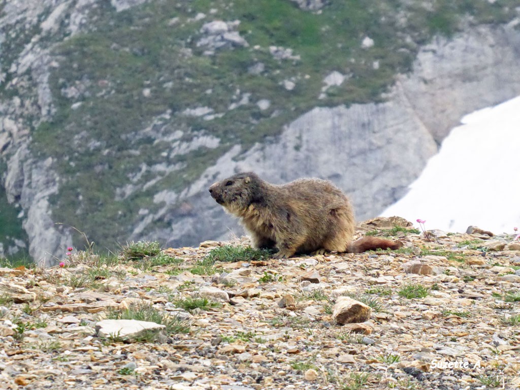 Marmotte