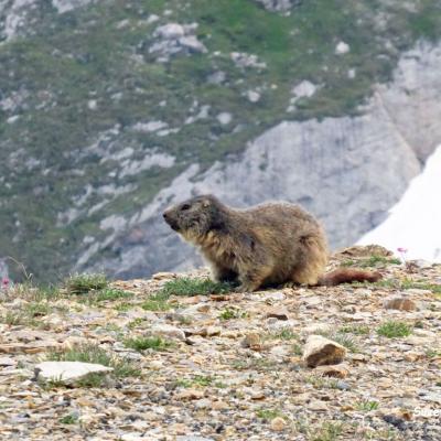 Marmotte