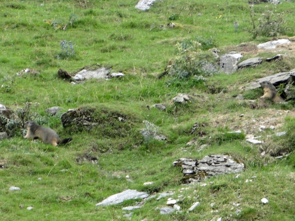 Marmottes