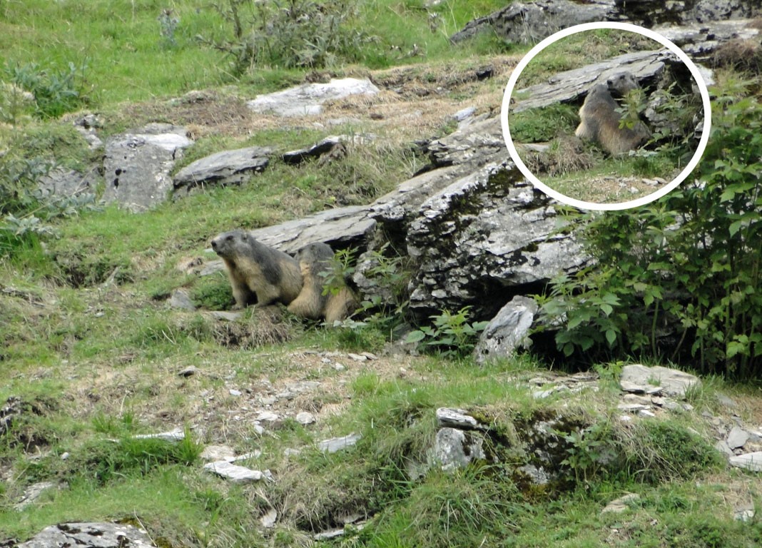 Marmottes2