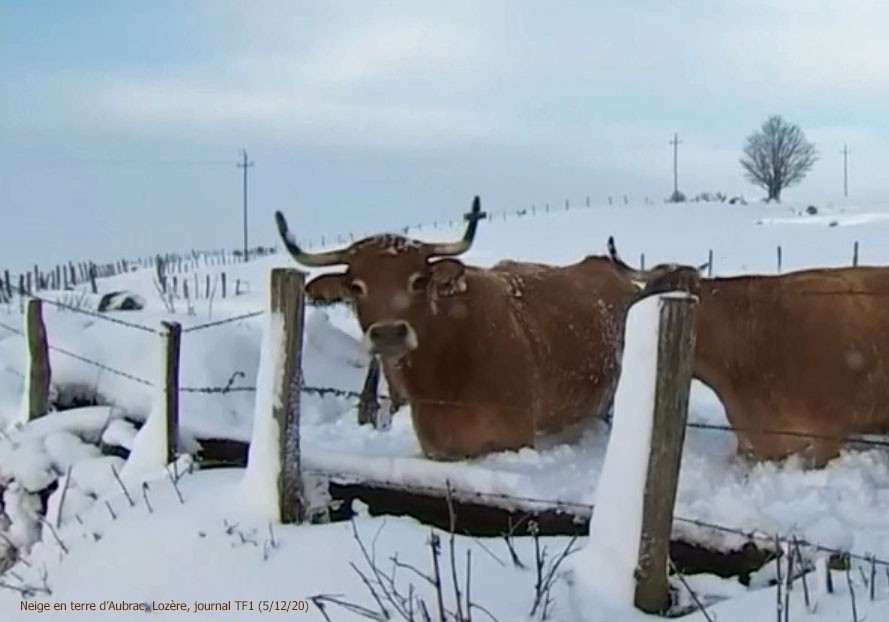 Neige aubrac