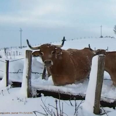 Neige aubrac