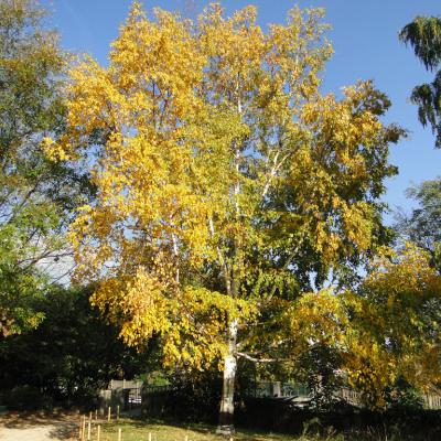 non-ginkgo