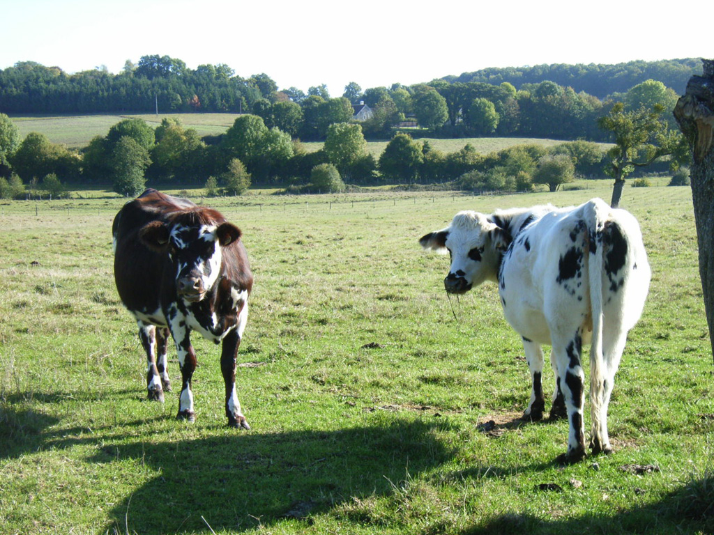 Automne Normandie2