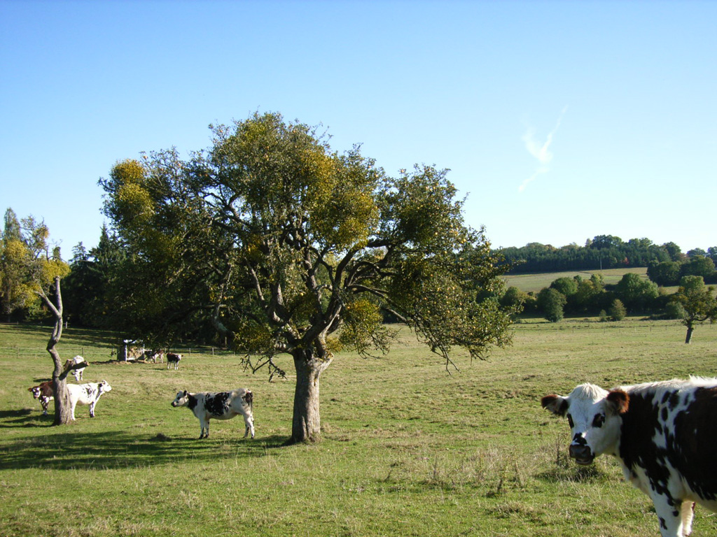 Automne Normandie3