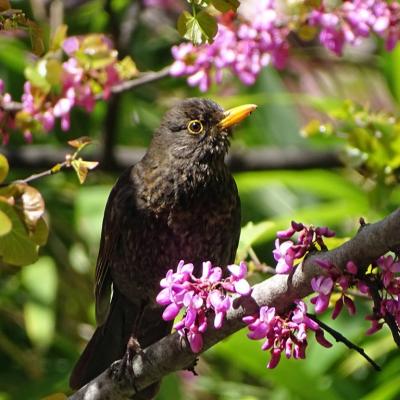 Thèmes FE Oiseaux (Animaliers 2)